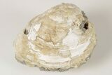 Fossil Clam with Fluorescent Calcite Crystals - Ruck's Pit, FL #191777-2